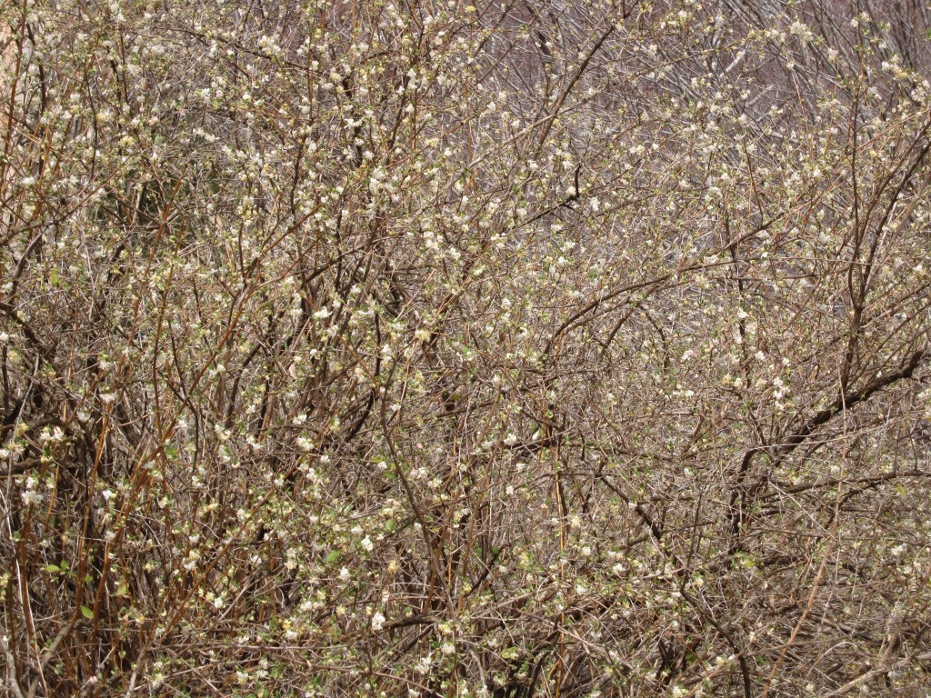 Honeysuckle Bush (Lonicera fragrantissima)