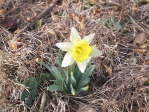 Narcissus 'Little Beauty'