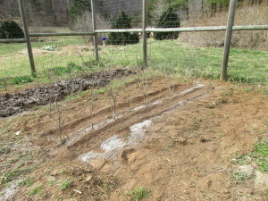 Pea stakes and asparagus patch